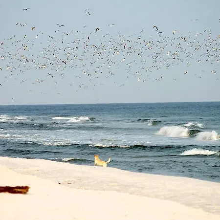 White Pearl 1.09 דירה